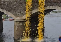 Ducks race down Looe river in their thousands