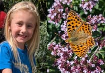 Six year old lepidopterist spots rare continental butterfly at Eden Project
