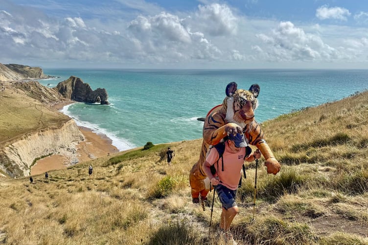 A slightly unusual tiger will be crossing into Cornwall this weekend.