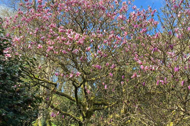 The Caerhays estate in Cornwall is particularly known for its magnolias. (Picture: Andrew Townsend)