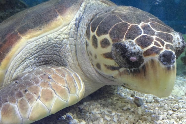 Omiros suffered serious injuries after becoming entangled with a fishhook