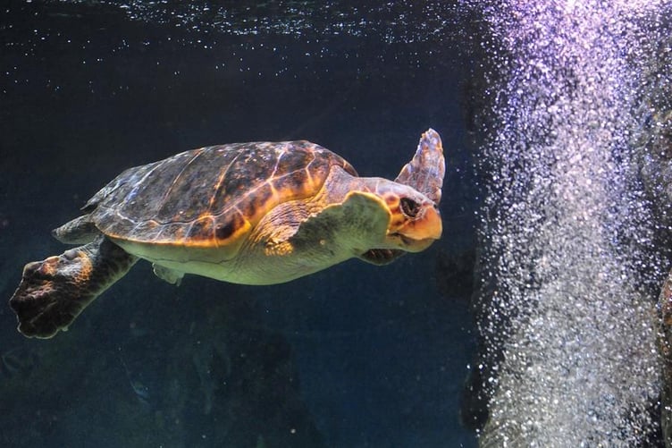 Omiros arrived at Blue Reef Aquarium in 2009 after being rescued from the coast of Greece in 2007