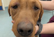 Woman banned from keeping animals