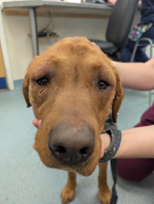 Chance sustained multiple traumatic head, throat, and spinal injuries over several months