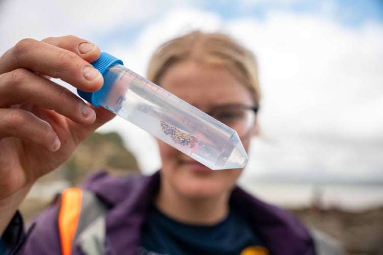 The multi-coloured rainbow sea slug was discovered during a 24-hour community bioblitz festival in Cornwall. (Picture: Fotonow)