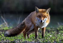 Hunt issued with police warning after foxes chased