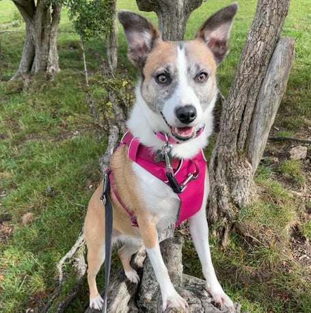 Five-year-old Sadie