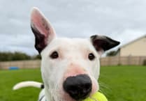 Plea issued to help 'clever boy' Simba find his forever home