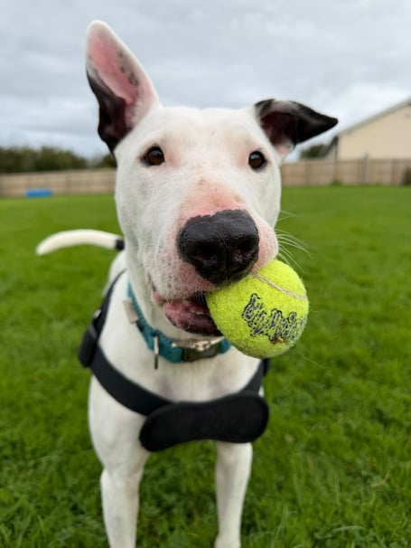 Three-year-old English Bull Terrier Simba