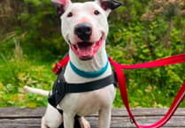 Plea issued to help bull terrier with 'huge personality' find his forever home