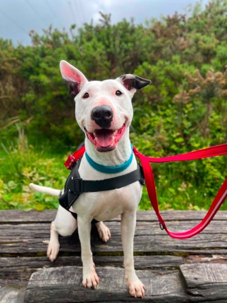 English Bull Terrier Simba is looking for his forever home
